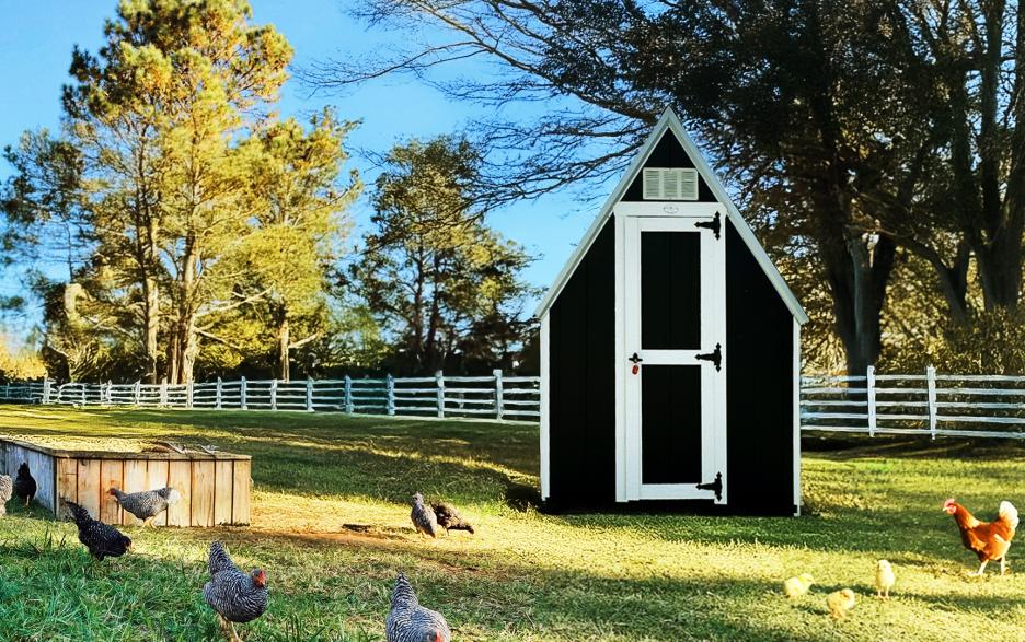 Chicken Coop: Black LP barn siding, single door, barn white trim, and galvalume roof